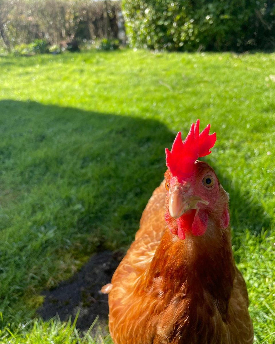 Shelly, a ginger hen, looking straight into the camera on a sunlit lawn at Out Field.